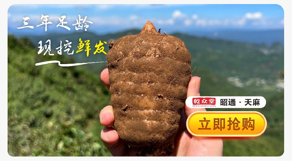 新鲜天麻